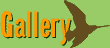 Gallery 1